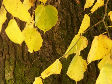 1/13 s | F3.5 | ISO 200